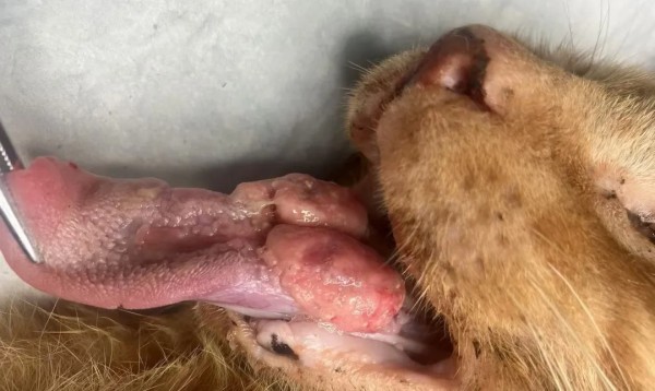 1月19日【杭州】(第122期)丨外科手术(中阶)实战班，2人/组提供一猫一狗，实操超多！(图1)