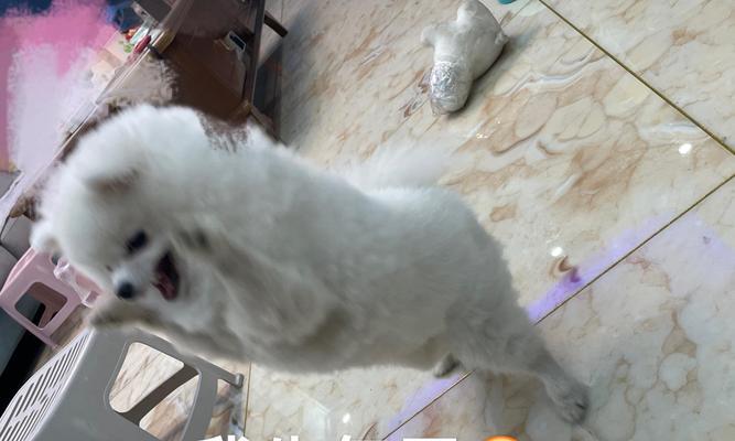 探索博美犬价格的趋势与选择（挑选理想博美犬的关键因素与经济考 - 新生家伴