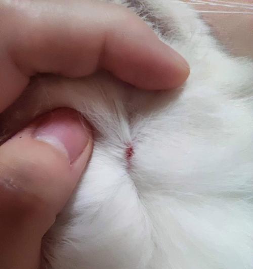 探索小猫咪身上的奥秘(小猫咪的魅力与特质)(图1) 探索小猫咪身上的奥秘(小猫咪的魅力与特质)(图1)