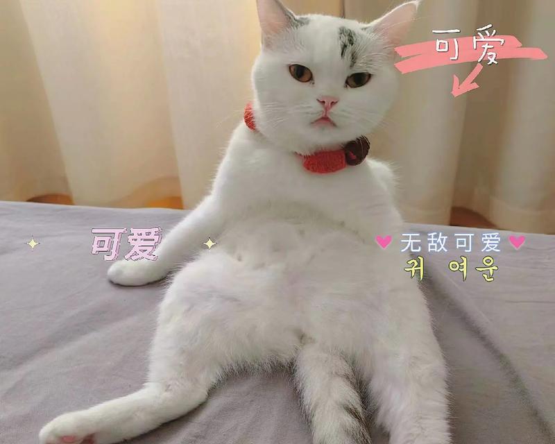 探索小猫咪身上的奥秘(小猫咪的魅力与特质)(图3) 探索小猫咪身上的奥秘(小猫咪的魅力与特质)(图3)