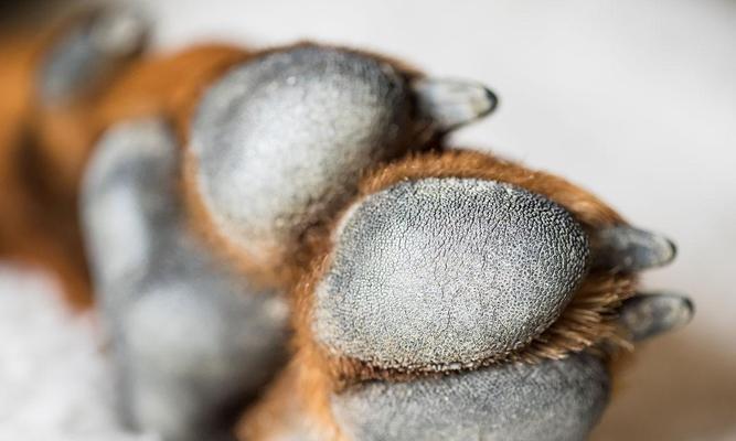 狗爪太长的危害及预防措施(为您的宠物犬趾甲保持适当长度的重要性)(图1) 狗爪太长的危害及预防措施(为您的宠物犬趾甲保持适当长度的重要性)(图1)