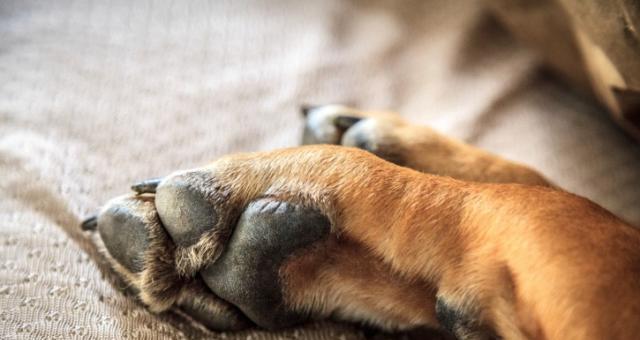 狗爪太长的危害及预防措施(为您的宠物犬趾甲保持适当长度的重要性)(图2) 狗爪太长的危害及预防措施(为您的宠物犬趾甲保持适当长度的重要性)(图2)