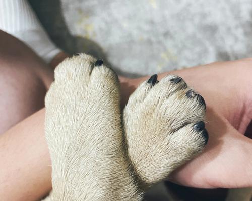 狗爪太长的危害及预防措施(为您的宠物犬趾甲保持适当长度的重要性)(图3) 狗爪太长的危害及预防措施(为您的宠物犬趾甲保持适当长度的重要性)(图3)