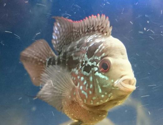 小罗汉为什么吃食还死？（揭开小罗汉死于饮食的谜团）(图3)