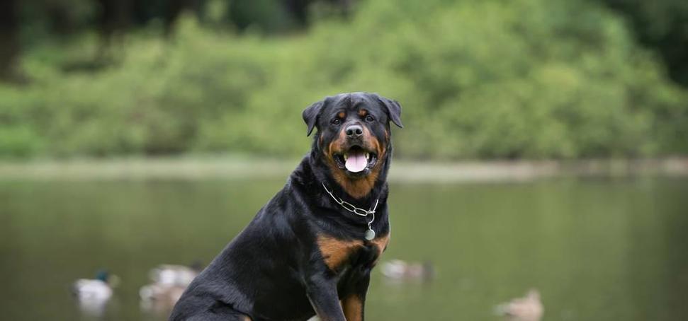 罗威纳犬产后饮食指南(营养均衡的饮食是母犬产后恢复的关键)(图3) 罗威纳犬产后饮食指南(营养均衡的饮食是母犬产后恢复的关键)(图3)