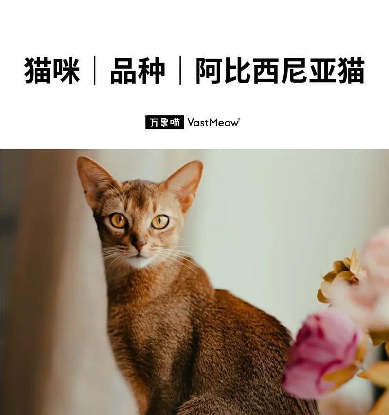猫的品种代表了什么意思？（探究不同猫品种的象征意义）(图3)