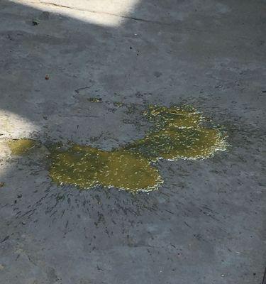 小奶狗为什么会拉稀?(探究拉稀原因与解决办法)(图1) 小奶狗为什么会拉稀?(探究拉稀原因与解决办法)(图1)