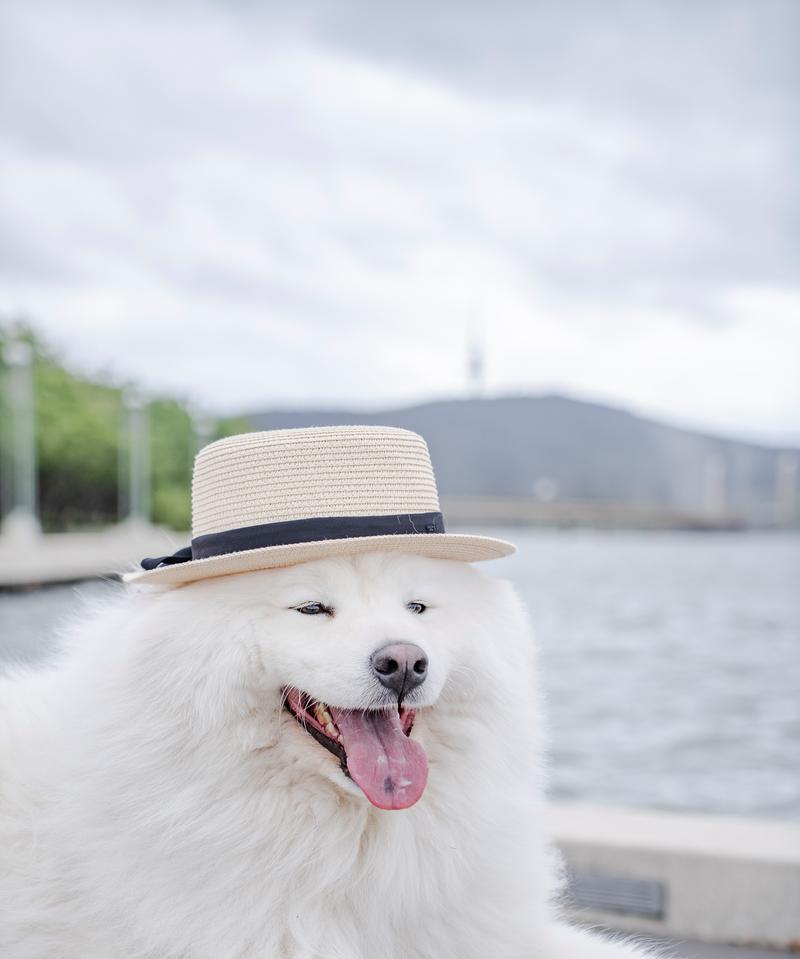 萨摩耶犬毛剪下来能做什么？（剪下的萨摩耶犬毛有哪些用途？）(图2)