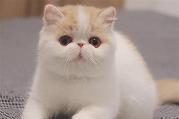 母猫发情期一般持续多久？(图2)