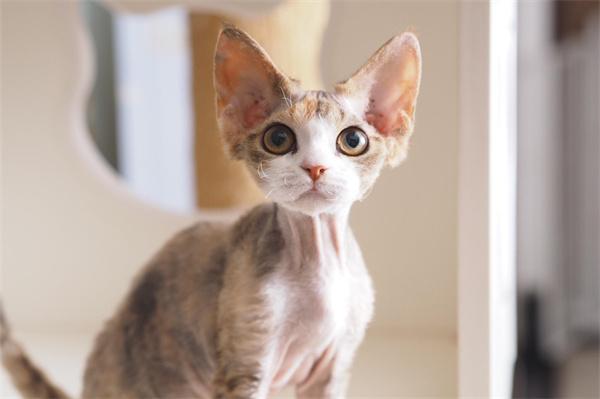 母猫发情期一般持续多久？(图1)