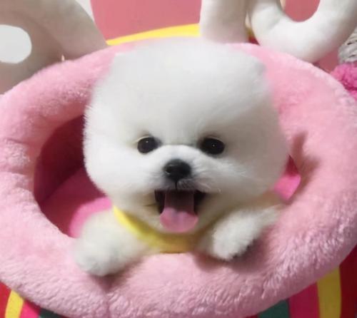 探索博美犬价格的趋势与选择（挑选理想博美犬的关键因素与经济考量）(图2)