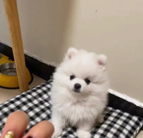 探索博美犬价格的趋势与选择（挑选理想博美犬的关键因素与经济考量）(图3)