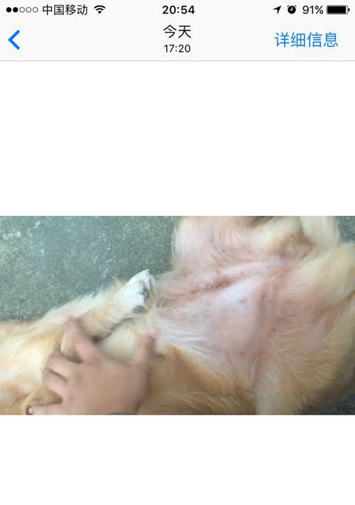 金毛配种二十天的反应(了解金毛配种后二十天的反应及其)(图1) 金毛配种二十天的反应(了解金毛配种后二十天的反应及其)(图1)