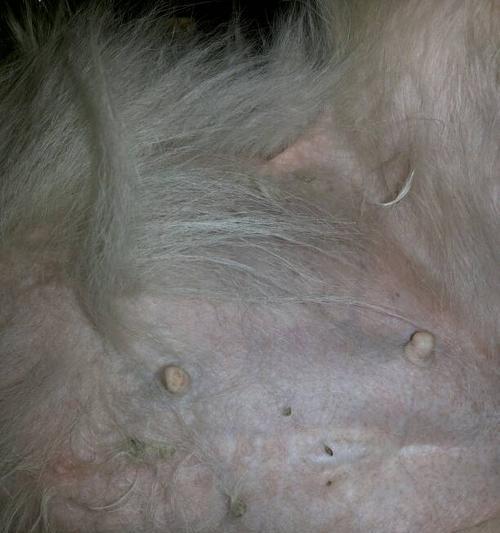 金毛配种二十天的反应(了解金毛配种后二十天的反应及其)(图3) 金毛配种二十天的反应(了解金毛配种后二十天的反应及其)(图3)