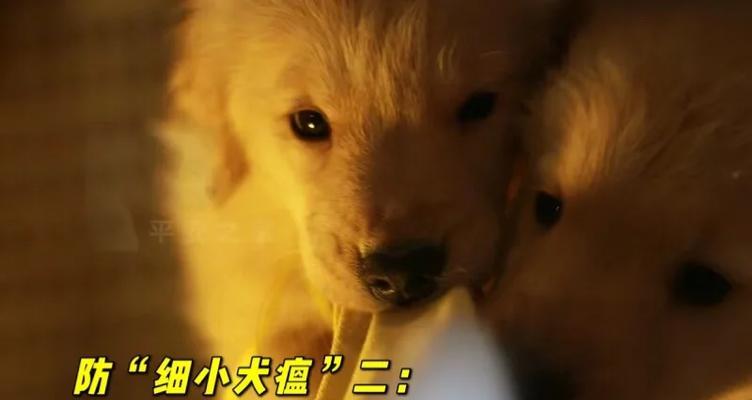 小心!金毛犬瘟的禁食清单(保护你的金毛犬,避免喂食以下禁忌食物)(图3) 小心!金毛犬瘟的禁食清单(保护你的金毛犬,避免喂食以下禁忌食物)(图3)