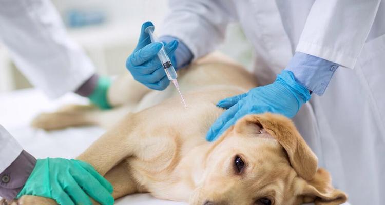 小心!金毛犬瘟的禁食清单(保护你的金毛犬,避免喂食以下禁忌食物)(图2) 小心!金毛犬瘟的禁食清单(保护你的金毛犬,避免喂食以下禁忌食物)(图2)