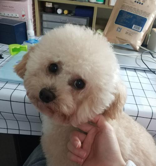 比熊的后代——迷人的小型犬种（探索比熊的后代及其魅力所在） - 新生家伴