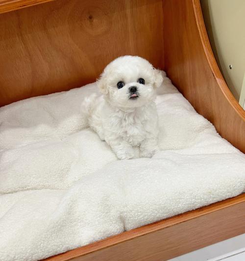 比熊的后代——迷人的小型犬种（探索比熊的后代及其魅力所在）(图2)