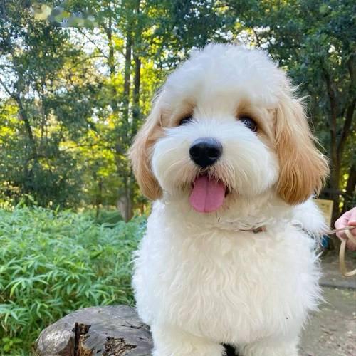 比熊的后代——迷人的小型犬种（探索比熊的后代及其魅力所在）(图3)