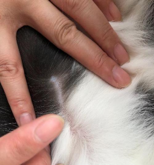 探索小猫咪身上的奥秘(小猫咪的魅力与特质)(图2) 探索小猫咪身上的奥秘(小猫咪的魅力与特质)(图2)