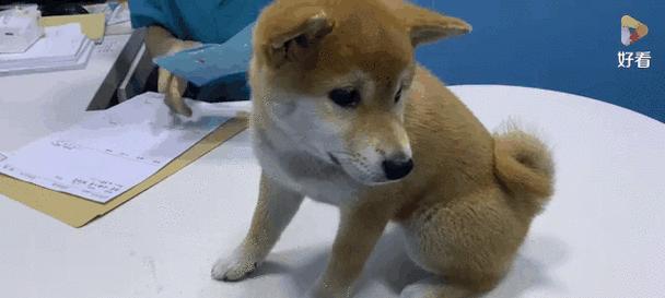 宠物狗每年需要接种的疫苗有哪些？（了解宠物狗年度接种疫苗的必 - 新生家伴