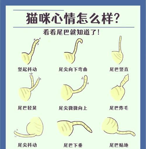 猫尾巴揭示心情的奥秘（从尾巴角度看猫咪内心世界的变幻莫测）(图2)