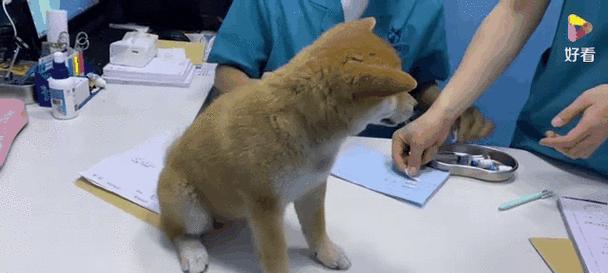 宠物狗每年需要接种的疫苗有哪些?(了解宠物狗年度接种疫苗的必要性和注意事项)(图2) 宠物狗每年需要接种的疫苗有哪些?(了解宠物狗年度接种疫苗的必要性和注意事项)(图2)