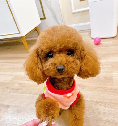 泰迪犬（了解泰迪犬，探寻它的魅力所在） - 新生家伴