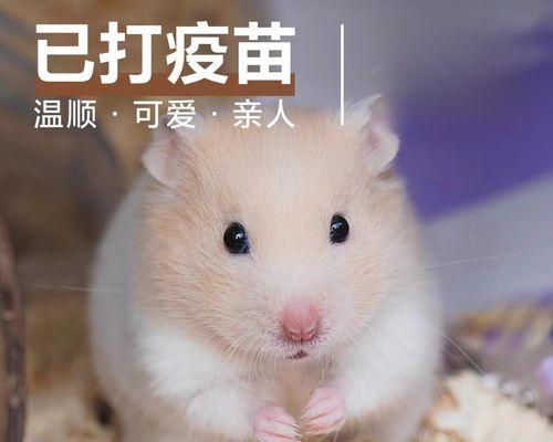 仓鼠为什么咬人？（探究仓鼠咬人的原因及预防方法）(图3)