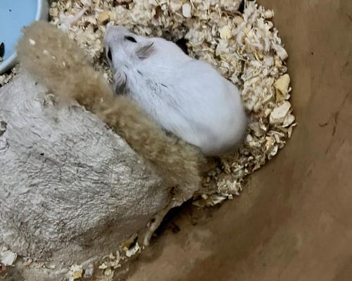 仓鼠为什么咬人？（探究仓鼠咬人的原因及预防方法）(图2)