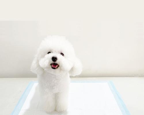 小狗训练的最佳时机与方法(为你的小狗提供合适的训练,培养良好的行为习惯)(图1) 小狗训练的最佳时机与方法(为你的小狗提供合适的训练,培养良好的行为习惯)(图1)