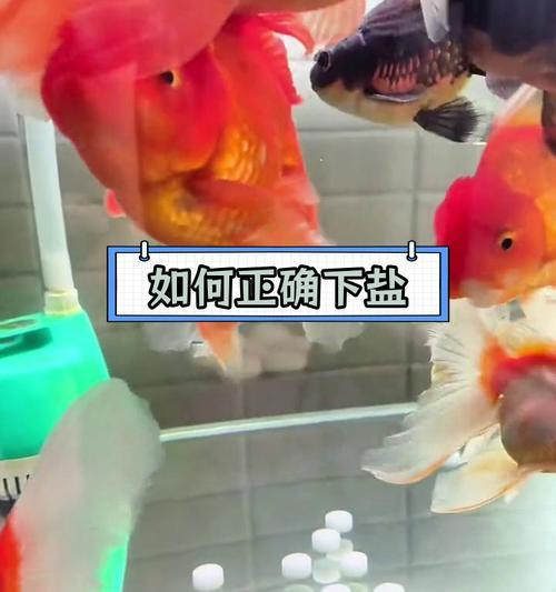 鱼缸加盐,你需要了解的盐种及用途(不同盐种对鱼缸的影响及正确使用方法)(图3) 鱼缸加盐,你需要了解的盐种及用途(不同盐种对鱼缸的影响及正确使用方法)(图3)