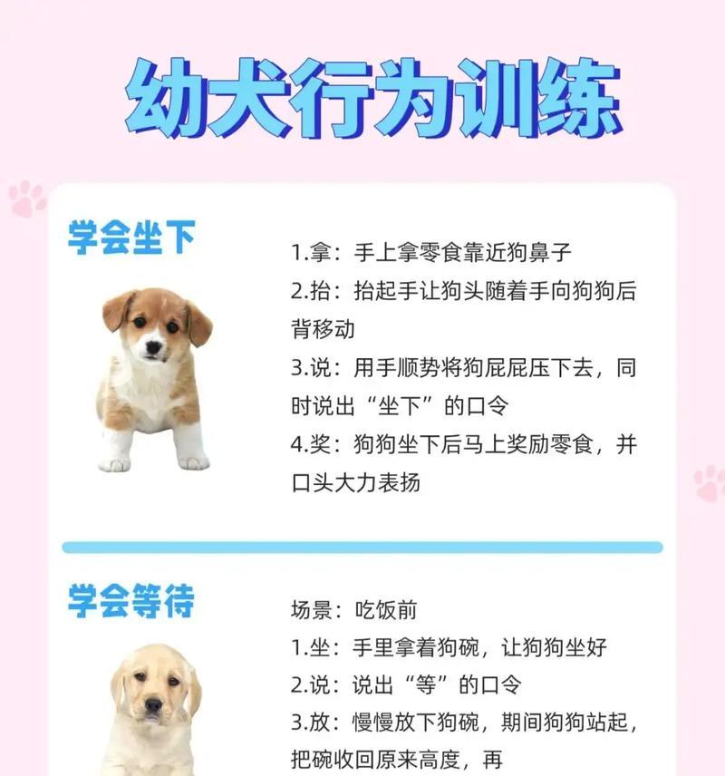 小狗训练的最佳时机与方法(为你的小狗提供合适的训练,培养良好的行为习惯)(图3) 小狗训练的最佳时机与方法(为你的小狗提供合适的训练,培养良好的行为习惯)(图3)