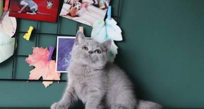 为什么以英短猫绝育是必要的？（控制数量、