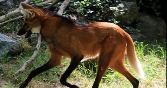 4个月大狗狗为何频繁露出来?(探究狗狗露出来的原因及其影响)(图1) 4个月大狗狗为何频繁露出来?(探究狗狗露出来的原因及其影响)(图1)