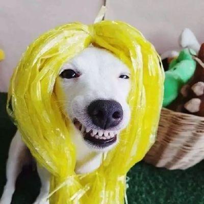 4个月大狗狗为何频繁露出来?(探究狗狗露出来的原因及其影响)(图3) 4个月大狗狗为何频繁露出来?(探究狗狗露出来的原因及其影响)(图3)