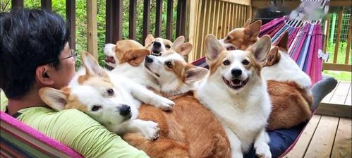 4个月大狗狗为何频繁露出来?(探究狗狗露出来的原因及其影响)(图2) 4个月大狗狗为何频繁露出来?(探究狗狗露出来的原因及其影响)(图2)