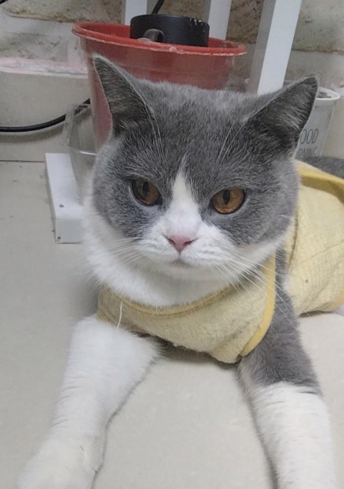 营养均衡的饮食让猫咪毛色绚丽(以吃什么能让猫的毛色好)(图2) 营养均衡的饮食让猫咪毛色绚丽(以吃什么能让猫的毛色好)(图2)