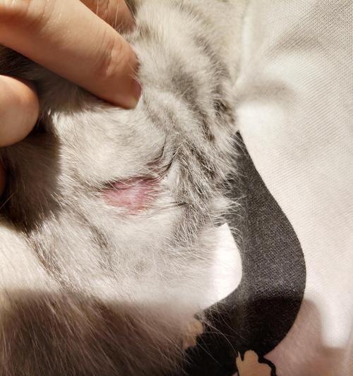 探索猫咪皮藓的特征和治疗方法（揭秘猫咪皮藓的种类、症状及有效预防措施）(图2)