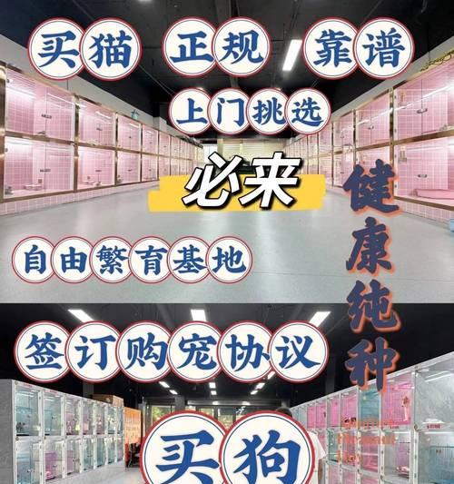 新买的狗狗,如何照顾它的需求(关注狗狗健康与幸福,让它成为你的忠实伙伴)(图2) 新买的狗狗,如何照顾它的需求(关注狗狗健康与幸福,让它成为你的忠实伙伴)(图2)