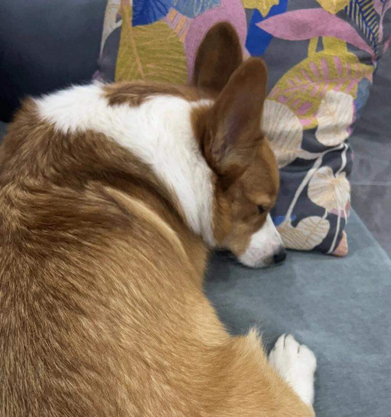 为什么狗喜欢四脚朝天？（探究狗喜欢四脚朝天的原因和意义）(图2)