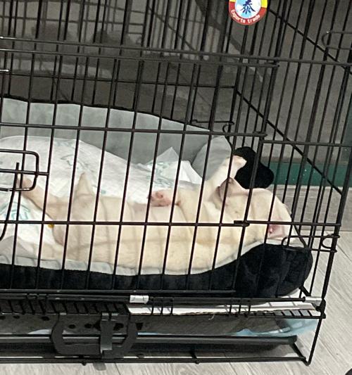 新买的狗狗，如何照顾它的需求（关注狗狗健