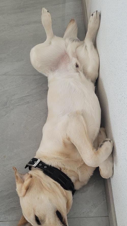 为什么狗喜欢四脚朝天？（探究狗喜欢四脚朝