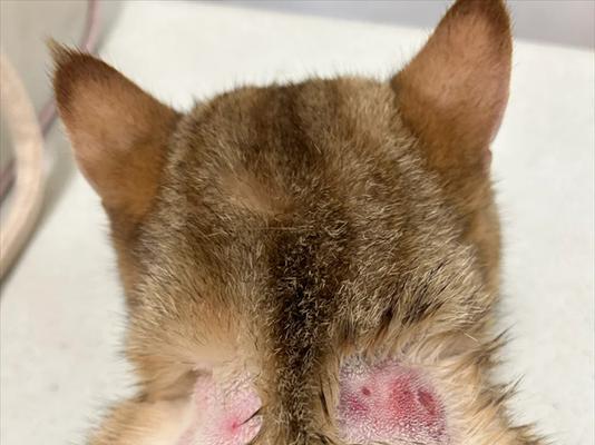 探索猫咪皮藓的特征和治疗方法（揭秘猫咪皮藓的种类、症状及有效预防措施）(图3)