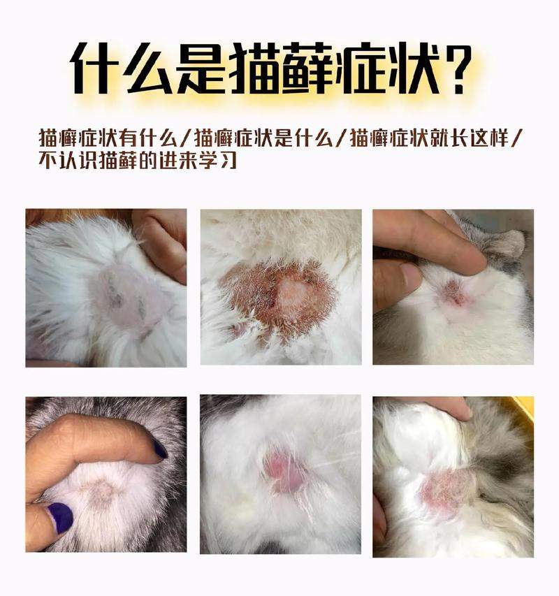 探索猫咪皮藓的特征和治疗方法（揭秘猫咪皮