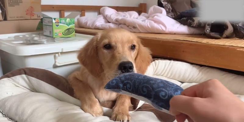 金毛刚打完疫苗要注意什么？（养金毛宝宝的小心事，保证它健康快乐成长）(图2)