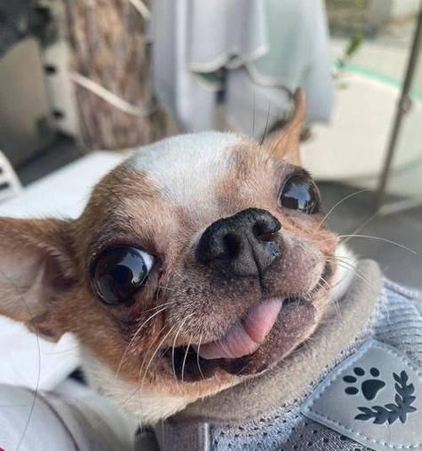 吉娃娃常见疾病及防治措施（关注吉娃娃健康，预防疾病从我做起） - 新生家伴