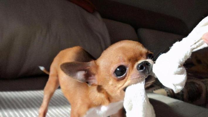 吉娃娃常见疾病及防治措施(关注吉娃娃健康,预防疾病从我做起)(图3) 吉娃娃常见疾病及防治措施(关注吉娃娃健康,预防疾病从我做起)(图3)