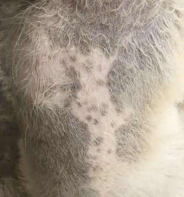 为什么狗狗的皮肤会发黑？（探寻黑色皮肤背后的原因与饮食建议）(图3)