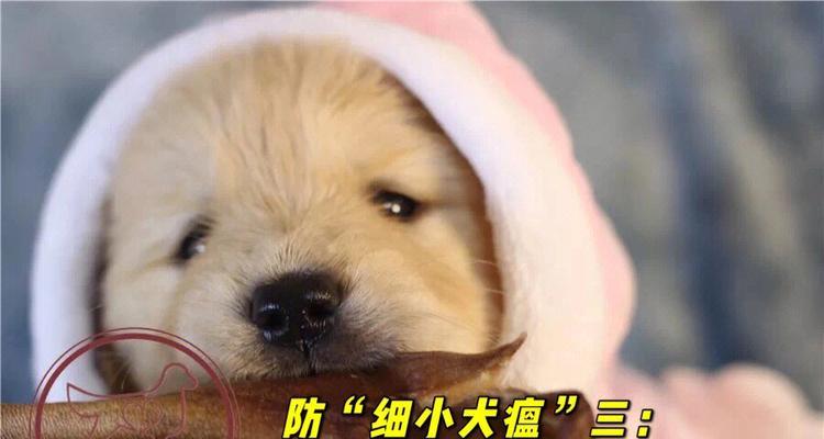 金毛刚打完疫苗要注意什么？（养金毛宝宝的小心事，保证它健康快乐成长）(图1)